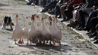 Seekor anjing gembala menggiring sekelompok angsa sebelum angsa-angsa tersebut diberkati di Mallorca, Spanyol. (Foto: Dok. REUTERS/Enrique Calvo)