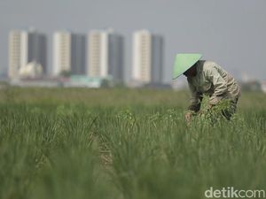 Sirnanya Sawah di Jakarta, Bertahan Dikepung Hutan Beton
