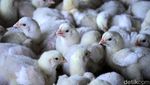 Harga Ayam Melonjak, Yuk Lihat Peternakannya