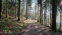 Jangan bayangkan Hutan Black Forest di Jerman seperti nama kue. Hutan ini dikenal memiliki peri, banyak cerita fantasi dan dongeng yang berhubungan dengan hutan ini (Thinkstock)