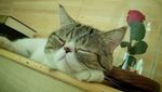 Kenangan Manis Keluarga Anies dan Loki Si Kucing Peliharaan