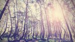 Foto: 6 Hutan Paling Misterius di Dunia