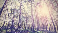 Di Polandia ada Hutan Crooked, dimana pohon-pohon di hutan ini bengkok. Karena itu hutan ini dikenal juga dengan Hutan Bengkok. Tidak ada yang tahu pasti kenapa kenapa sampai bengkok (Thinkstock)