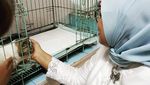 Kenangan Manis Keluarga Anies dan Loki Si Kucing Peliharaan