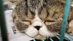 Ini Loki Si Kucing yang Bikin Anies dan Keluarga Bersedih