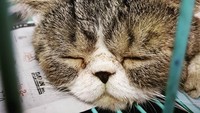 Namun sayangnya, beberapa hari lalu Loki sakit. Keluarga Anies pun membawa Loki ke dokter hewan.
