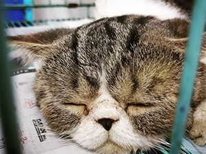 Wanita ini Habis Rp 20 Juta untuk Operasi Plastik Kucing Peliharaannya