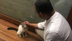 Ini Loki Si Kucing yang Bikin Anies dan Keluarga Bersedih