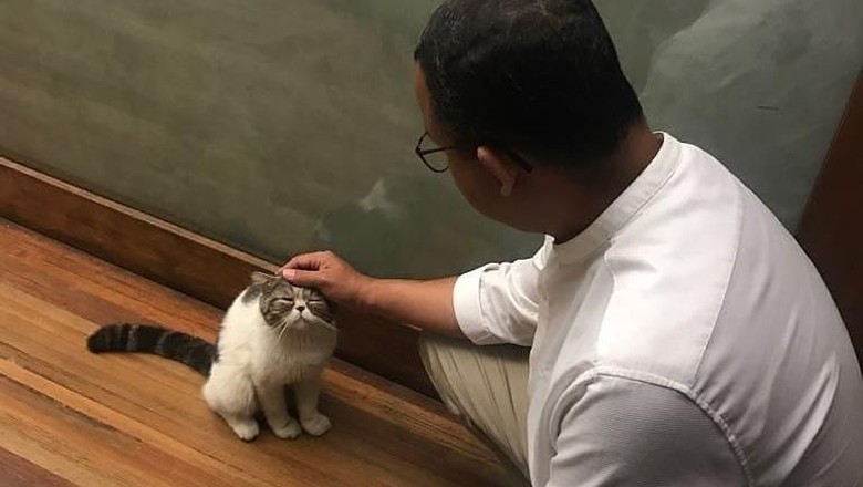 Cerita Anies Tentang Loki Si Kucing dari Bayi hingga Kematiannya Cerita Anies Tentang Loki Si Kucing dari Bayi hingga Kematiannya