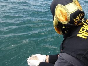 Gagal Diselundupkan, 4.420 Baby Lobster Dilepasliarkan
