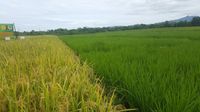 Panen di Kabupaten NTT Ini Capai Produksi 7.2 Ton Per Hektare