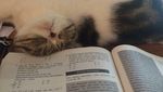 Ini Loki Si Kucing yang Bikin Anies dan Keluarga Bersedih