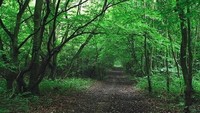 Hutan di Inggris ini dikenal sebagai hutan yang menjerit. Namanya Dering Wood, hutan tempat uji nyali. Ada yang mengaku mendengar jeritan pria, wanita bahkan anak-anak. Ada juga suara tangisan meminta tolong. Hii! (woodlandtrust.org.uk)