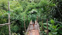 Di jembatan yang berada di RT 12, terlihat seorang warga yang membawa rerumputan. Beban itu dibawa di atas kepalanya namun dia tetap melintas di jembatan gantung tersebut. (Kanavino-detikcom)
