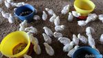 Harga Ayam Melonjak, Yuk Lihat Peternakannya
