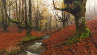 Di Spanyol terdapat Hutan Otzarreta. Hutan ini memiliki beragal spesies hewan dan tumbuhan unik. Uniknya lagi, hutan ini selalu diselimuti oleh kabut. Misterius (Thinkstock)