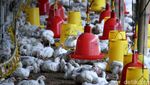 Harga Ayam Melonjak, Yuk Lihat Peternakannya