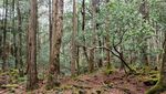 Foto: 6 Hutan Paling Misterius di Dunia