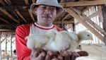 Harga Ayam Melonjak, Yuk Lihat Peternakannya