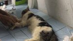 Ini Loki Si Kucing yang Bikin Anies dan Keluarga Bersedih