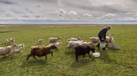 Mereka berladang dan beternak. Saat ekonomi pariwisata melampaui pertanian dan perikanan dari tahun 2015, generasi mudanya telah menjadi Viking yang ramah wisatawan (BBC Travel)