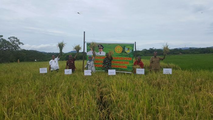 Foto: Panen di Kabupaten di NTT (Dok. Kementan) Foto: Panen di Kabupaten di NTT (Dok. Kementan)