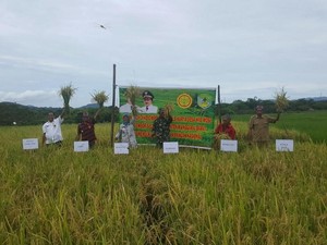 Panen di Kabupaten NTT Ini Capai Produksi 7.2 Ton/Ha