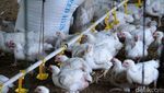 Harga Ayam Melonjak, Yuk Lihat Peternakannya