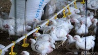 Hal itu menyebabkan kelangkaan pasokan ayam potong.