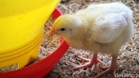 Peternak ayam menerangkan, kegagalan panen ayem di sejumlah peternakan yang ada di Kabupaten Bandung diakibatkan day old chicken (DOC) atau bibit yang kualitasnya buruk.