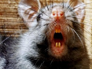 Wabah Hitam yang Tewaskan 25 Juta Orang Ditularkan oleh Manusia