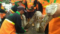 Ular tersebut ditangkap tanpa melakukan perlawanan. Ular tersebut tak berusaha melilit atau menggigit petugas yang menangkap. (Foto: Dok. UPK Badan Air Dinas Lingkungan Hidup)