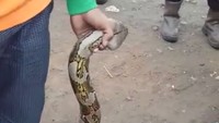 Diameter badan ular tersebut lebih dari 15 centimeter. (Foto: Dok. UPK Badan Air Dinas Lingkungan Hidup)
