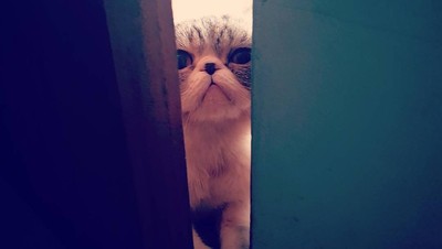 Ini Loki Si Kucing yang Bikin Anies dan Keluarga Bersedih