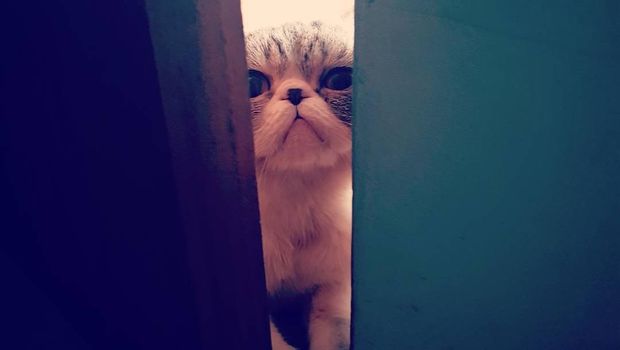 Cerita Keluarga Gubernur Anies dan Loki si Kucing