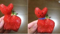 Awalnya pengguna twitter @mugi411 memposting foto strawberry berbentuk unik. Lalu ia tambahkan coretan sebagai kalung, mata dan kumis. strawberry ini jadi tampak seperti sosok kucing menggemaskan.Foto: Istimewa