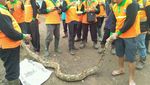 Ini Deretan Ular yang Muncul di Jakarta dalam 4 Bulan Terakhir
