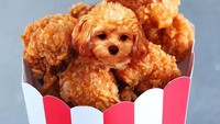 Baru dibuat 21 Desember lalu, Instagram dogs_infood sudah punya lebih dari 4.000 followers. Mereka menunggu foto unik seperti puppy popcorn yang satu ini. Foto: Instagram dogs_infood