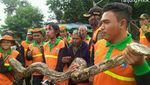 Foto: Tanpa Perlawanan, Ini Ular Sanca yang Ditangkap Pasukan Oranye