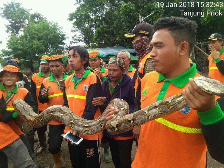 Ular 4 Meter Muncul di Danau Sunter, Tempat Lomba Renang Sandi-Susi? Ular 4 Meter Muncul di Danau Sunter, Tempat Lomba Renang Sandi-Susi?