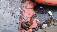 Ular tersebut ditemukan saat petugas melakukan pembersihan rutin. (Foto: Dok. UPK Badan Air Dinas Lingkungan Hidup)