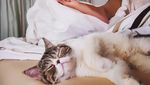 Ini Loki Si Kucing yang Bikin Anies dan Keluarga Bersedih