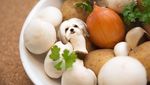 Ah, Lucunya! Anjing-anjing Ini Menyelip dalam Bentuk Makanan