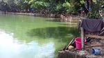 Berwarna Hijau, Ini Danau Sunter Lokasi Lomba Renang Sandiaga-Susi