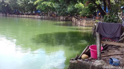 Berwarna Hijau, Ini Danau Sunter Lokasi Lomba Renang Sandiaga-Susi