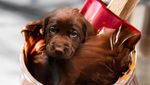 Ah, Lucunya! Anjing-anjing Ini Menyelip dalam Bentuk Makanan