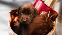 Wah, ada kepala anjing cokelat menyelinap di dalam stoples Nutella! Foto: Instagram dogs_infood