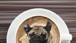 Ah, Lucunya! Anjing-anjing Ini Menyelip dalam Bentuk Makanan