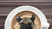 Inilah sosok anjing pug yang ada di atas latte. Seram tapi juga kelihatan unik! Foto: Instagram dogs_infood