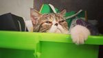 Ini Loki Si Kucing yang Bikin Anies dan Keluarga Bersedih